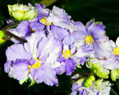 Koyu arkaplanda güzel çiçekler, yaz konsepti, yakın manzara  