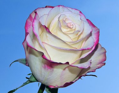 Gökyüzünde güzel bir çiçek, yaz konsepti, yakın manzara  