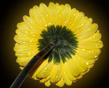 Koyu arkaplanda güzel bir çiçek, yaz konsepti, yakın görüş  