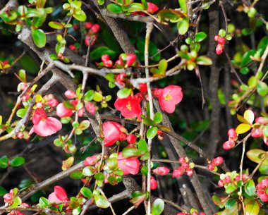 Güzel çiçeklerin açtığı yere yakın.