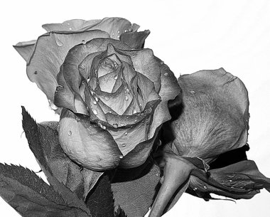 Gökyüzünde güzel çiçekler, yaz konsepti, yakın manzara  