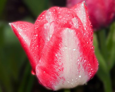 Koyu arkaplanda güzel çiçekler, yaz konsepti, yakın manzara  