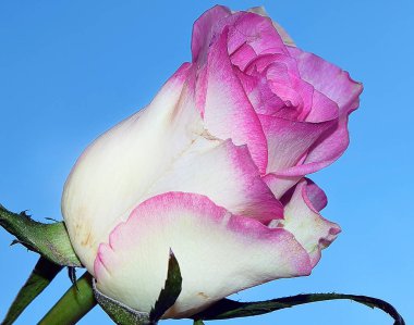 Gökyüzünde güzel bir çiçek, yaz konsepti, yakın manzara  