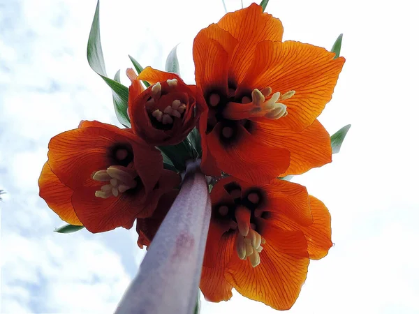 Hermosas Flores Fondo Del Cielo Concepto Verano Vista Cercana — Foto de Stock