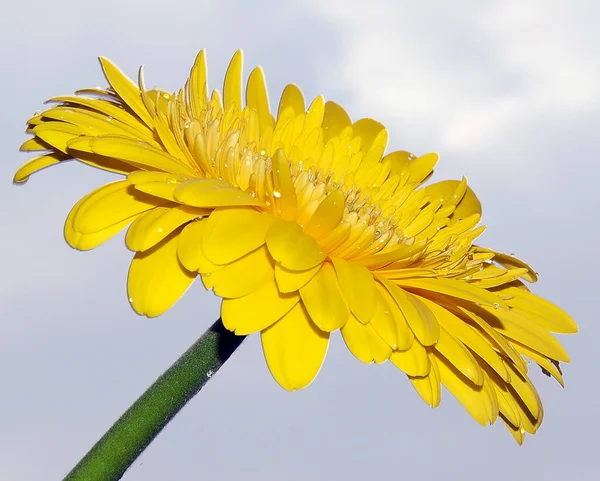 Schöne Blume Auf Himmelshintergrund Sommerkonzept Nahsicht — Stockfoto