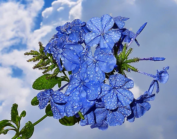 Belas Flores Fundo Céu Conceito Verão Vista Perto — Fotografia de Stock