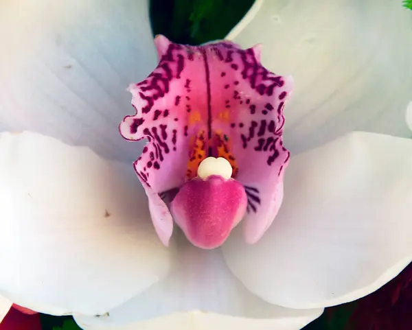 Bellissimo Fiore Sfondo Scuro Concetto Estivo Vista Vicino — Foto Stock