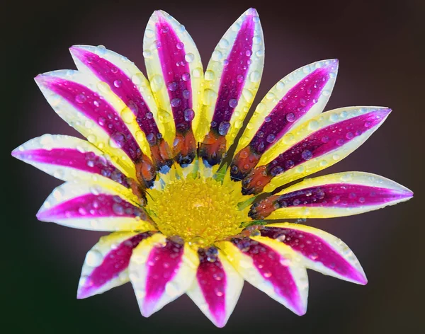 Красива Квітка Темному Фоні Літня Концепція Близький Вигляд — стокове фото