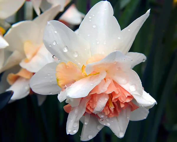 Belles Fleurs Sur Fond Sombre Concept Été Vue Rapprochée — Photo