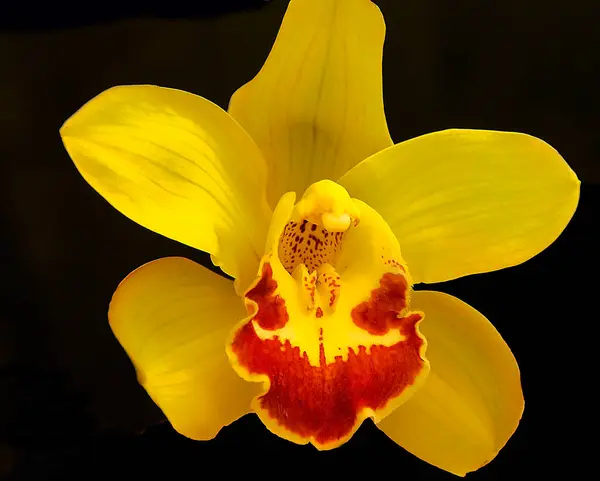 Bela Flor Fundo Escuro Conceito Verão Vista Próxima — Fotografia de Stock