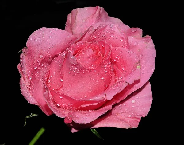 Bela Rosa Flor Com Gotas Água Conceito Verão Vista Perto — Fotografia de Stock