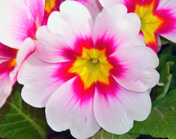 Hermosas Flores Que Crecen Jardín Verano Día Soleado —  Fotos de Stock