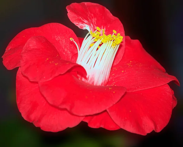 Koyu Arkaplanda Güzel Bir Çiçek Yaz Konsepti Yakın Görüş — Stok fotoğraf