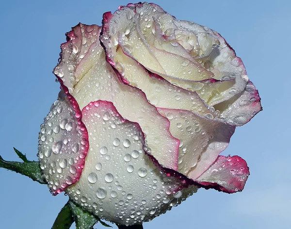 Schöne Blume Auf Himmelshintergrund Sommerkonzept Nahsicht — Stockfoto