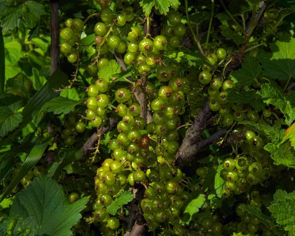 Cespuglio Con Uva Spina Vista Vicino Concetto Estivo — Foto Stock