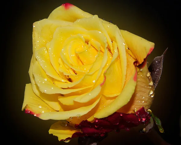 Красивый Цветок Темном Фоне Летняя Концепция Близкий Вид — стоковое фото