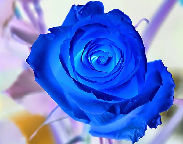 Güzel gül çiçeği, yaz konsepti, yakın manzara  