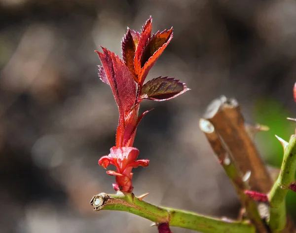 Bahar günü bahçede yetişen gül bitkisi 