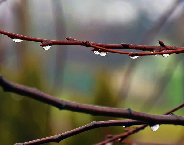 Twigs Water Drops Close View Spring Concept — Stock Photo, Image