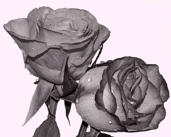 Gyönyörű Virágok Égen Háttér Nyári Koncepció Közelről — Stock Fotó