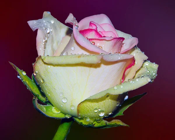 Красивый Цветок Розы Каплями Воды Летняя Концепция Близкий Вид — стоковое фото
