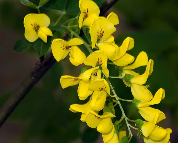 Hermosas Flores Que Crecen Jardín Verano Día Soleado — Foto de Stock