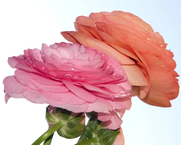 Beautiful Gerbera Flowers Sky Background Summer Concept Close View — Stock Photo, Image