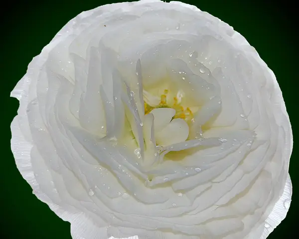 Hermosa Flor Rosa Con Gotas Agua Concepto Verano Vista Cercana —  Fotos de Stock