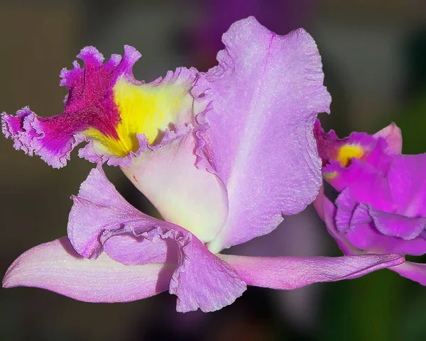 Belle Fleur Sur Fond Sombre Concept Été Vue Rapprochée — Photo