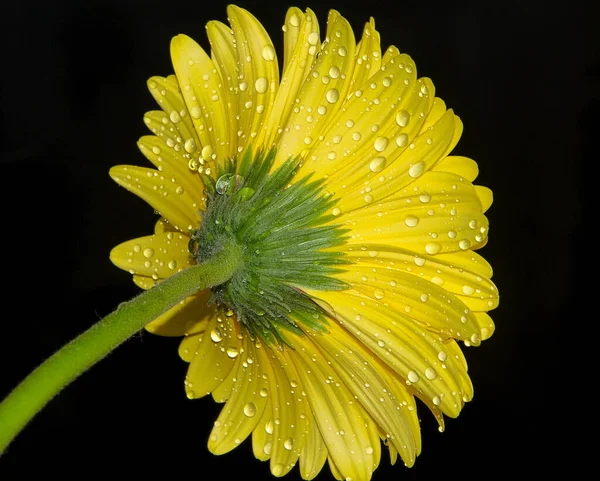 Koyu arkaplanda güzel bir çiçek, yaz konsepti, yakın görüş  