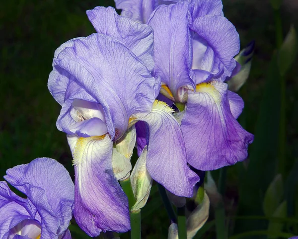 Bellissimi Fiori Che Crescono Giardino Estate Giornata Sole — Foto Stock