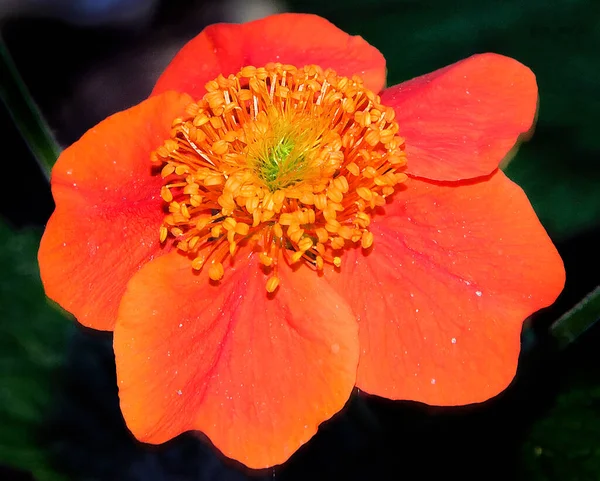 Belle Fleur Poussant Dans Jardin Journée Ensoleillée Été — Photo