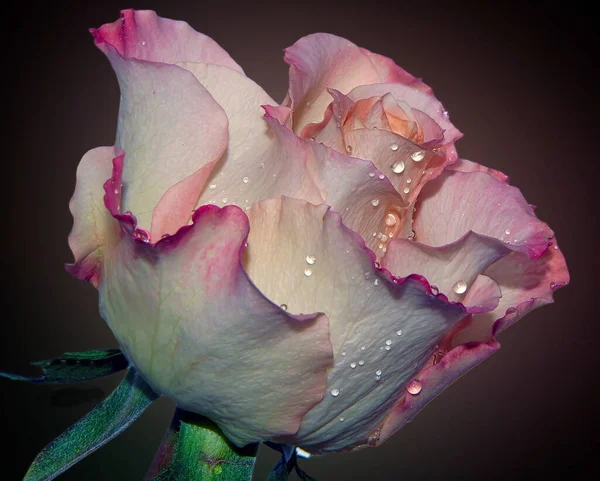 Hermosa Flor Rosa Con Gotas Agua Concepto Verano Vista Cercana —  Fotos de Stock