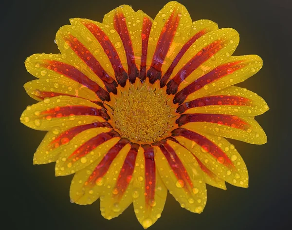 Belle Fleur Poussant Dans Jardin Journée Ensoleillée Été — Photo