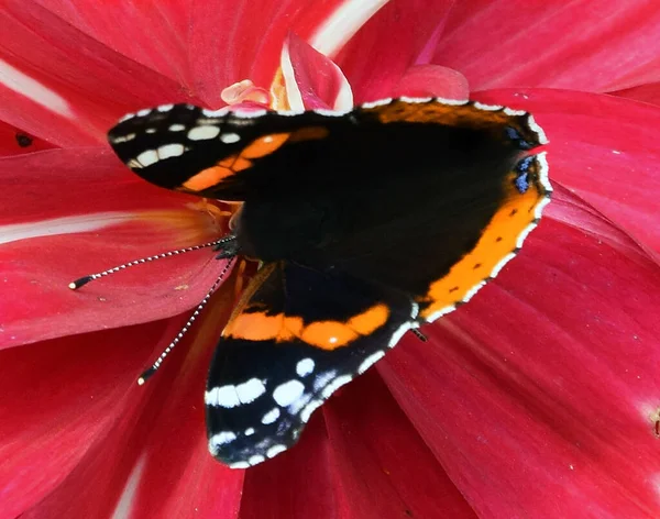 Beautiful Butterfly Flower Growing Garden Summer Sunny Day — Stock Photo, Image