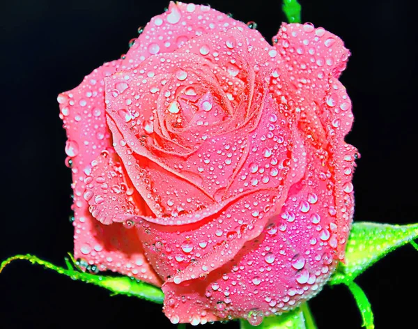 Beautiful Rose Flower Water Drops Summer Concept Close View — Stock Photo, Image