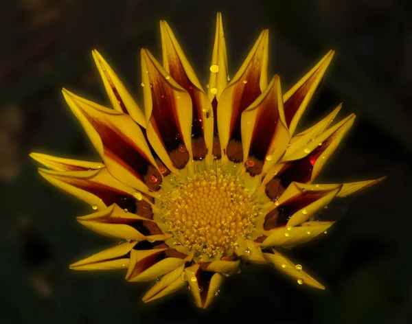 Floraison Belles Fleurs Concept Été Vue Rapprochée — Photo