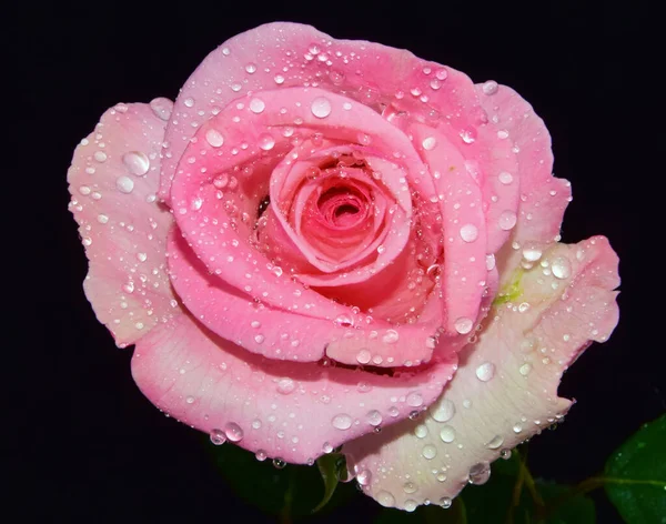 Krásná Růžová Květina Kapkami Vody Letní Koncept Zblízka — Stock fotografie