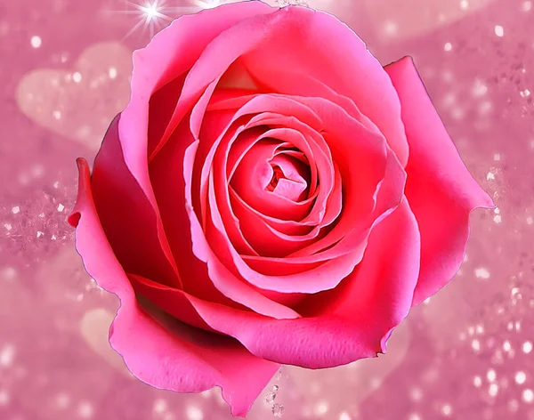 Krásný Růžový Květ Letní Koncept Zblízka — Stock fotografie