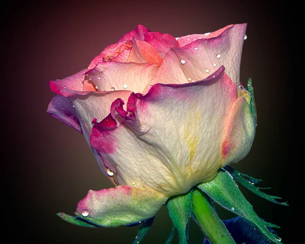 Piękny Kwiat Róży Kroplami Wody Koncepcja Letnia Widok Bliska — Zdjęcie stockowe