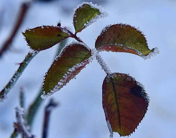 Kilátás Hófödte Zöld Levelek Bokor Télen Reggel Közelről — Stock Fotó