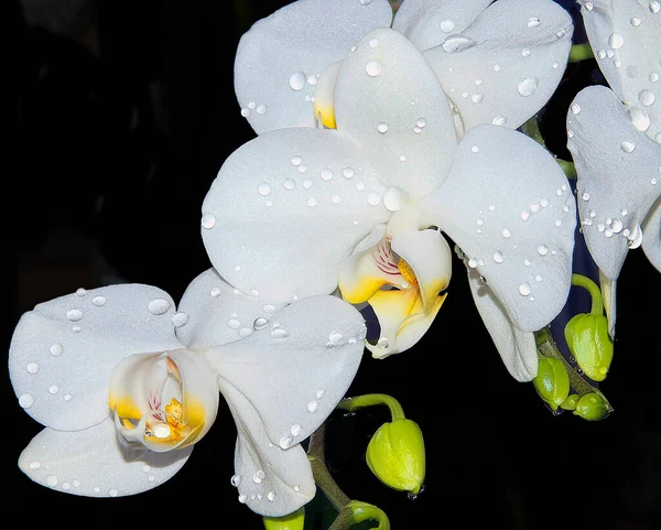 Schöne Blumen Auf Dunklem Hintergrund Sommerkonzept Nahsicht — Stockfoto