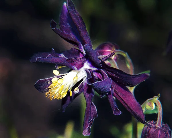 Hermosa Flor Que Crece Jardín Verano Día Soleado —  Fotos de Stock