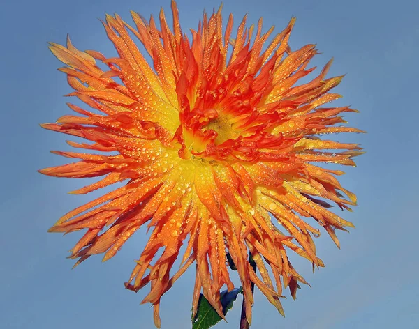 Vacker Blomma Himlen Bakgrund Sommar Koncept Nära Utsikt — Stockfoto