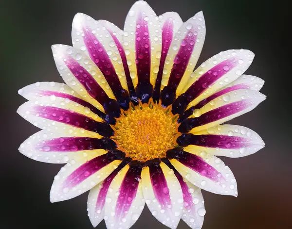 Bellissimo Fiore Sfondo Scuro Concetto Estivo Vista Vicino — Foto Stock