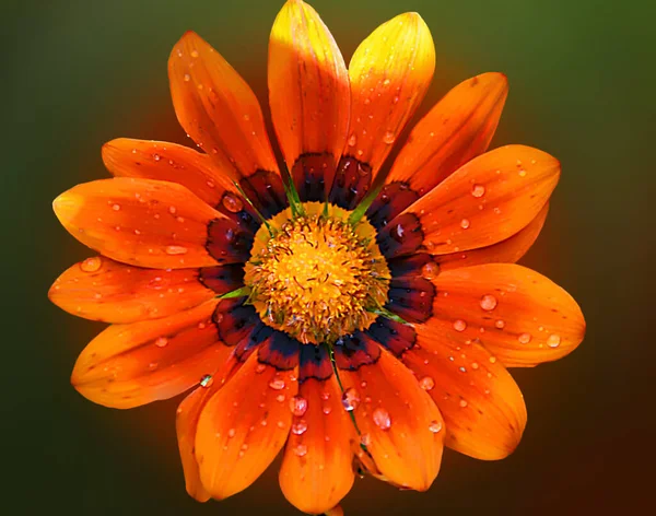 Bellissimo Fiore Sfondo Scuro Concetto Estivo Vista Vicino — Foto Stock