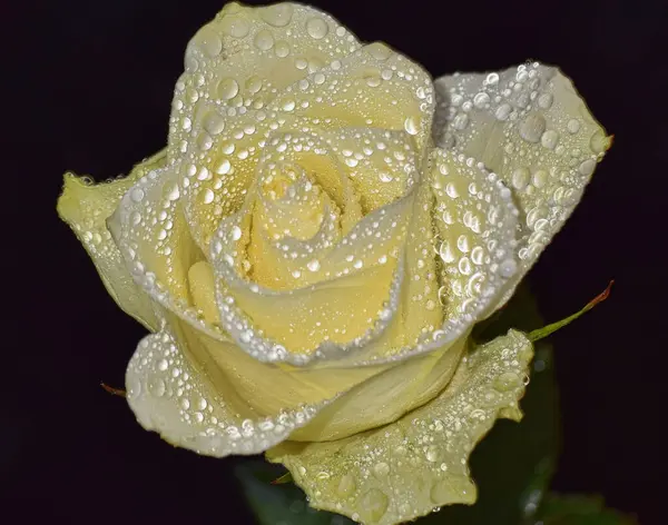 水滴のある美しいバラの花夏のコンセプト近景 — ストック写真