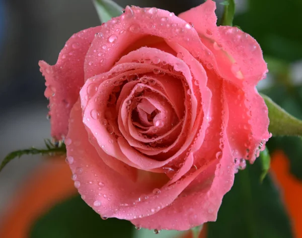 Belle Fleur Rose Avec Gouttes Eau Concept Été Vue Rapprochée — Photo