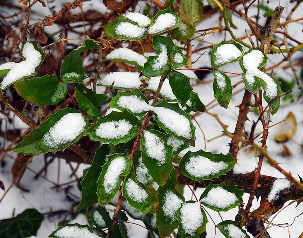 Vista Folhas Verdes Cobertas Neve Arbusto Manhã Inverno Vista Perto — Fotografia de Stock