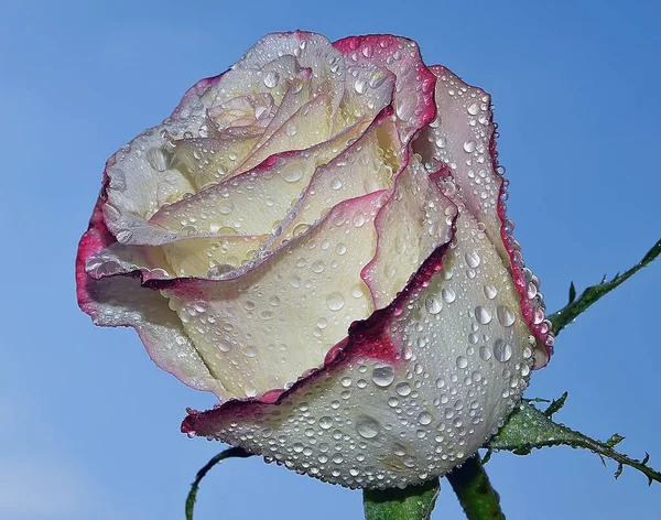 Vacker Blomma Himlen Bakgrund Sommar Koncept Nära Utsikt — Stockfoto